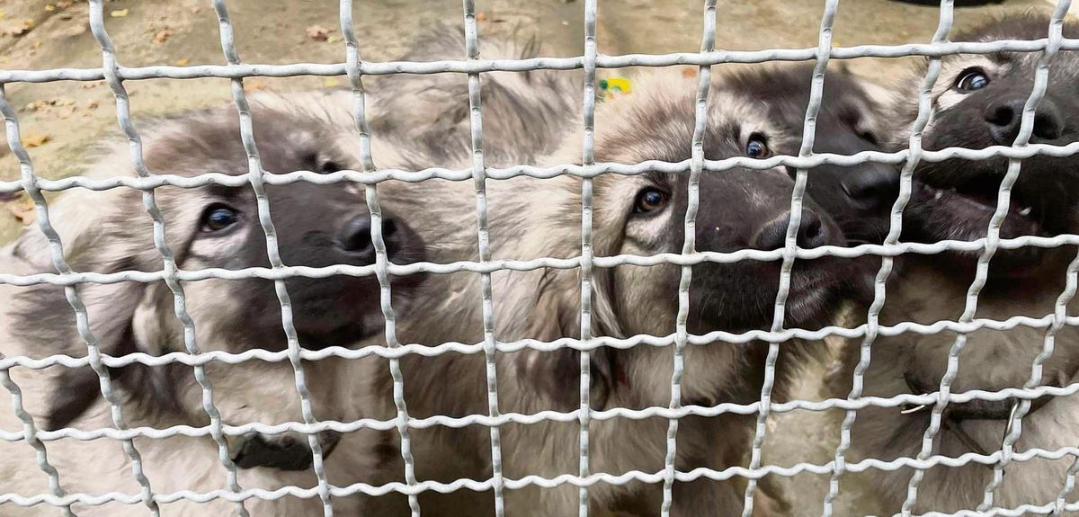 Sechs Hundewelpen wurden illegal über die Grenze geschafft und sitzen nun im Tierheim Lippstadt.