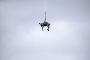 Eine Kuh wird in der Schweiz mit Hubschrauber evakuiert - Foto: Peter Klaunzer/KEYSTONE/dpa