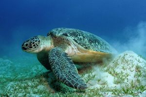 Auch die Grünen Meeresschildkröten gehören WWF zufolge zu den Gewinnern des Jahres. - Foto: Philipp Kanstinger/WWF /dpa