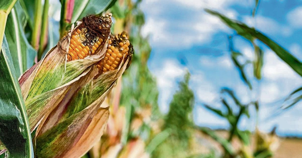 Der Mais im Kreis Soest ist reif – Zeit für die Ernte. Foto: Björn Winkelmann