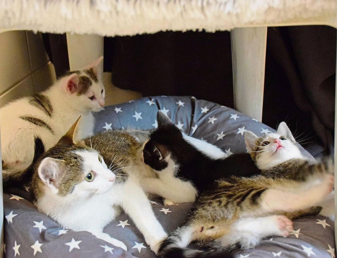 Glückliche Katzen: In ihrem eigenen Zimmer fühlt sich die Familie sichtlich wohl – und Scheu vor dem Menschen haben die Tiere auch nicht. Foto: Daniel Kossack