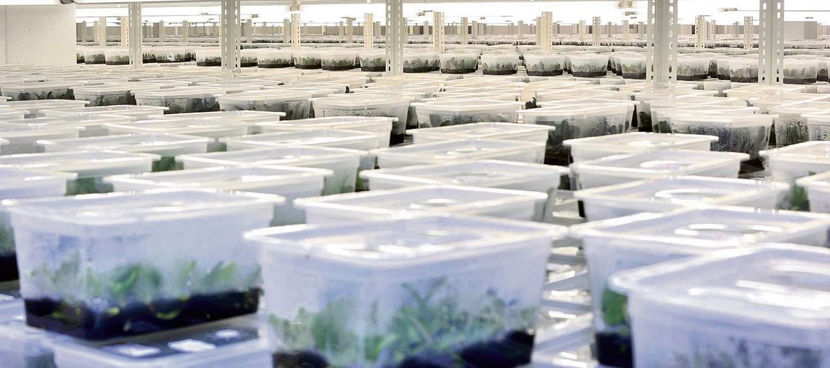 Ein Blick ins Klimalager: Hark Orchideen vertreibt seine Pflanzen weltweit an Gärtner, Züchter und Jungpflanzenbetriebe. Künftig geschieht das unter der Marke Labeau.