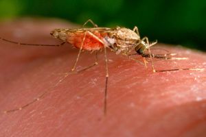 Malaria wird von Mücken übertragen. - Foto: James Gathany/AP/dpa