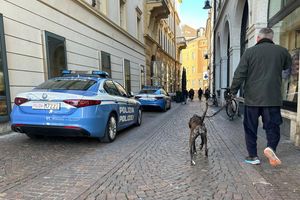 Südtirol verzichtet nun doch auf eine Art Hunde-Kurtaxe. (Archivbild) - Foto: Christoph Sator/dpa