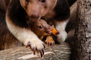 Ein seltenes Baumkänguru-Baby macht gerade seine ersten Erfahrungen mit der Außenwelt. - Foto: -/Chester Zoo/dpa