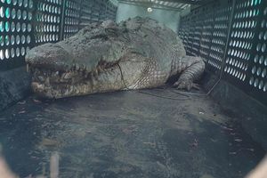 Die gefangenen Krokodile sollen in einer Krokodilfarm oder einem Zoo untergebracht werden. - Foto: Uncredited/DEPARTMENT OF ENVIRONMENT SCIENCE AND INNOVATION/AAP/dpa