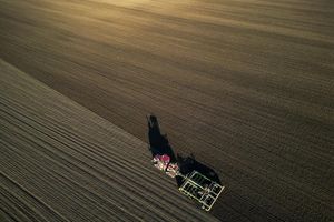 Die Bauern befürchten schwierige Geschäftsbedingungen 2026. (Archivbild) - Foto: Jan Woitas/dpa