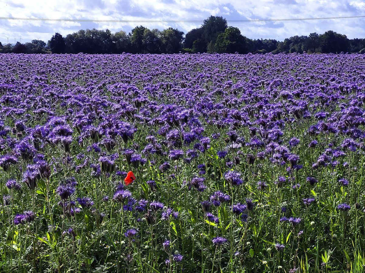 Das leuchtende Lila ist kein Lavendel, sondern Phacilia – auch „Bienenweide“ genannt. Foto: Schwade