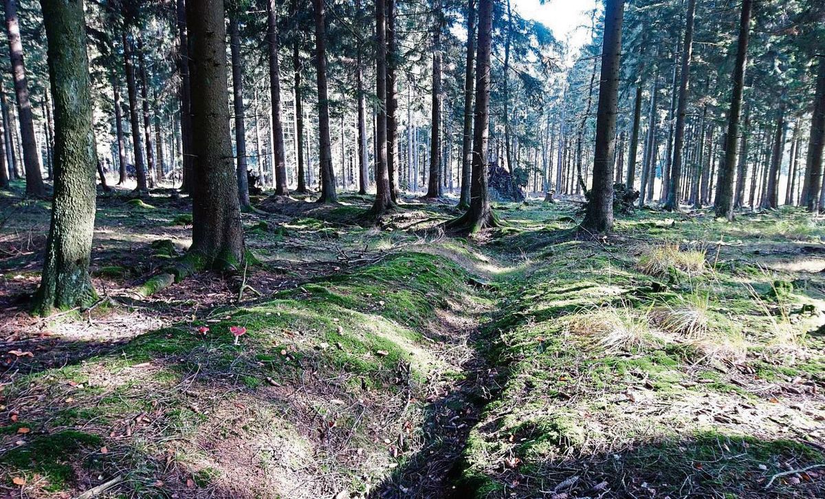 Dieser Entwässerungsgraben ist sehr gut zu erkennen. Das Schwammwald-Projekt hat das Ziel, den Wald vor Trockenheit zu schützen, indem mehr Regenwasser in der Fläche gehalten wird. Dafür werden die vor Jahrzehnten angelegten Gräben beseitigt.