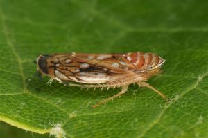 Die Amerikanische Rebzikade überträgt die Krankheit. - Foto: Olaf Zimmermann/Landwirtschaftliches Technologiezentrum Augustenberg /dpa