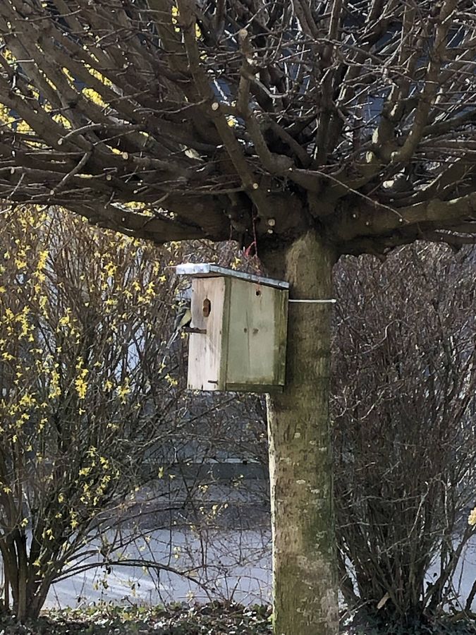 Gemütliche Vogelvilla: Schülerin Marie hat gemeinsam mit ihrem Vater Nistkästen gebaut. Foto: Eilinghoff