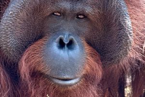 Orang-Utans teilen 97 Prozent ihres Erbguts mit den Menschen und sind sehr intelligent. (Archivbild) - Foto: Carola Frentzen/dpa