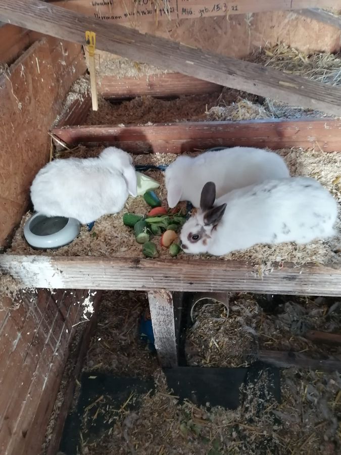 Kaninchen brauchen Gesellschaft. Foto: Hannah und Greta-Louise