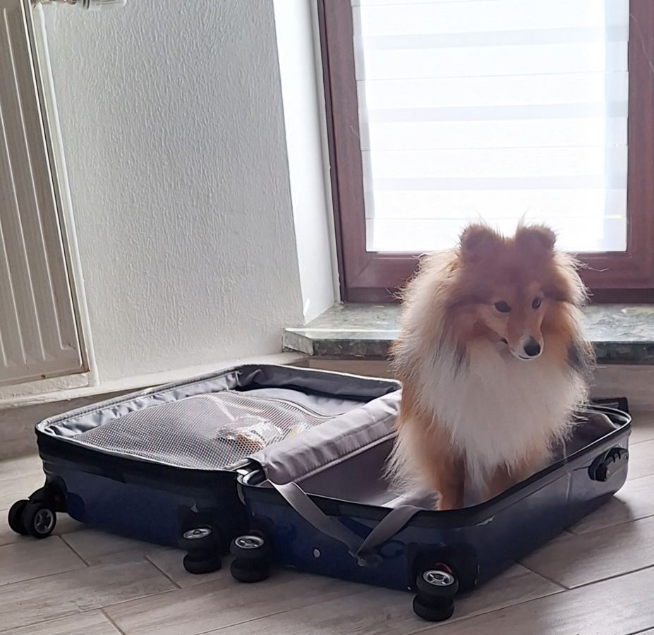 Sheltie Fritzi möchte auf jeden Fall mit in den Urlaub und besetzt den Koffer von Marianne und Kurt Salewski aus Anröchte-Berge.