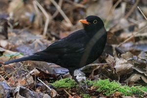 Die Amsel ist ein häufiger Gast in Gärten, doch mancherorts zeigt sie sich seltener. (Symbolbild) - Foto: Oliver Berg/dpa