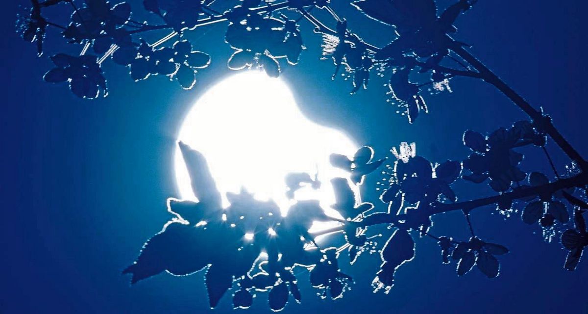 Ein magischer Moment: Die Kirschblüte im Augenblick der partiellen Sonnenfinsternis. Foto: Rensinghoff