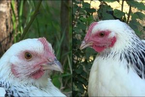 Die linke Henne ist den Angaben zufolge im Ruhezustand und daher ist ihr Gesicht nur leicht rot gefärbt. Rechts sieht man ein stark errötetes Gesicht, nachdem das Huhn eine negative Erfahrung gemacht hat. - Foto: INRAE - Bertin and Arnould/EurekAlert/dpa