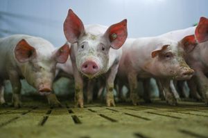 Die «Zukunftswerkstatt Schwein» fand Einzug in die Haushaltsdebatte. (Symbolbild) - Foto: Lars Klemmer/dpa