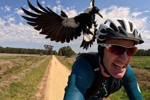 Radfahrer Shane Miller testet einen «PieProof»-Helm gegen Magpie-Angriffe. - Foto: Shane Miller/GPLama/dpa