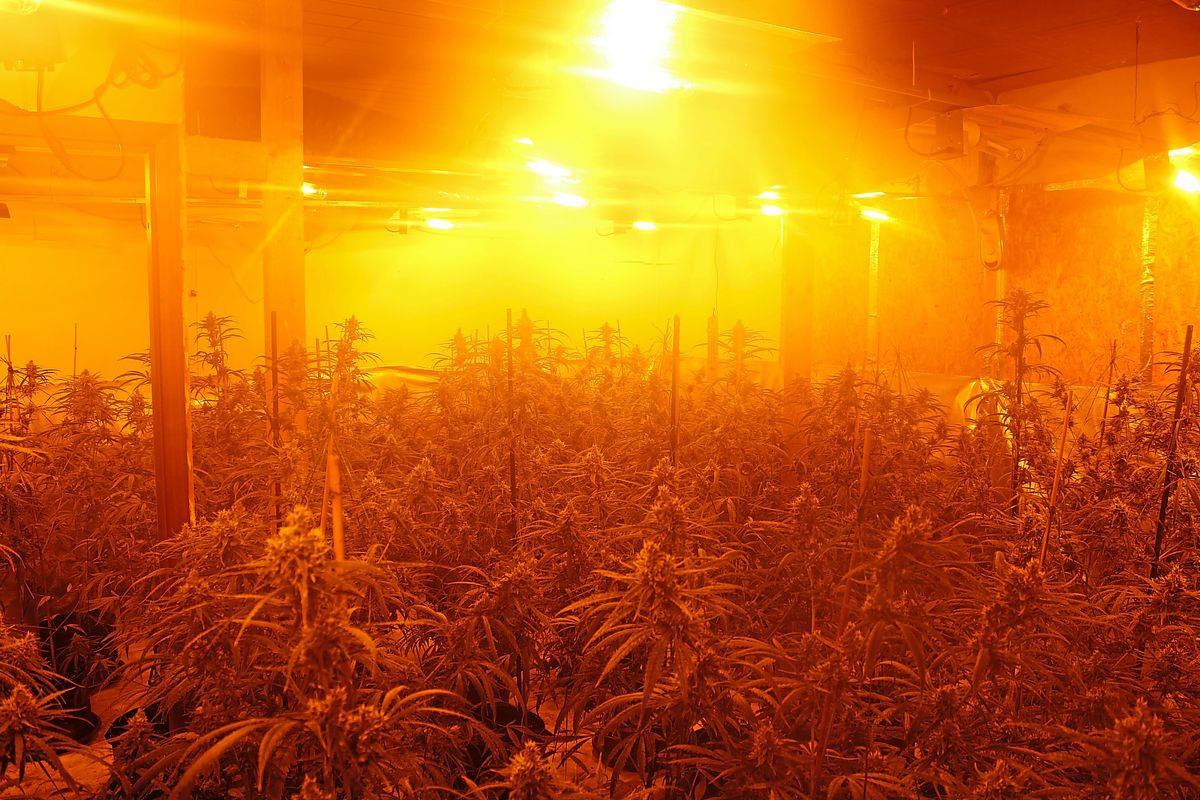 Einer der größten Drogenfunde im Kreis Soest: 1708 Pflanzen auf drei Plantagen stellte die Polizei sicher. Fotos: Polizei