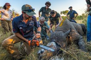 Einem Nashorn wird vorsorglich das Horn abgesägt. (Handout) - Foto: ---/Greater Kruger Environmental Protection Foundation/dpa