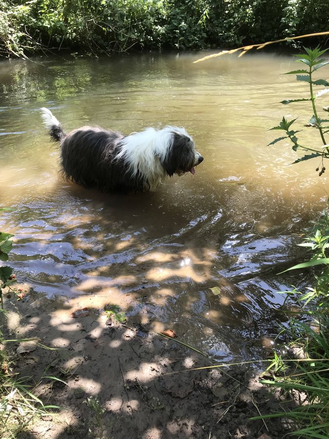 Joe, der Bobtail von Monika Kukus aus Rüthen, genießt den Sommer in der Lippe.