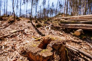 Die EU-Entwaldungsverordnung wird nach Druck auf der Wirtschaft abgeschwächt. (Symbolbild) - Foto: Andreas Arnold/dpa