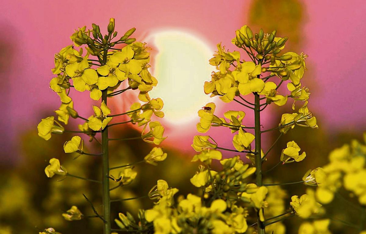 Gamechanger für die Landwirtschaft: „LeguDash“ soll den Anbau heimischer Eiweißpflanzen wie Erbsen, Lupinen und Sojabohnen nachhaltiger, innovativer und zukunftsorientierter machen. Foto: Rensinghoff