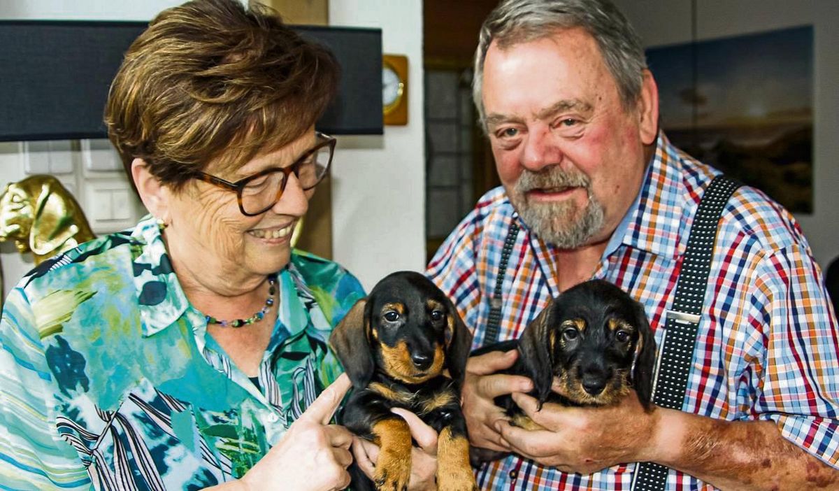 Irmgard und Franz-Josef Vögeler mit zwei ihrer sechs Rauhhaardackelwelpen. Fotos: Wissing