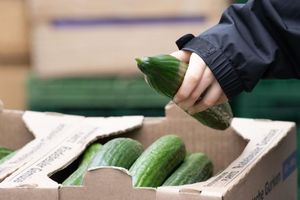 Salatgurken gehören zu den beliebtesten Gemüsesorten in Deutschland. (Symbolbild) - Foto: Sebastian Kahnert/dpa