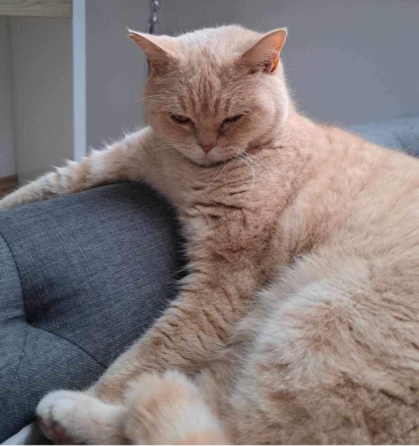 Kater Morley ist nicht nur wunderschön, sondern auch ein guter Jäger. Foto: Familie Karau