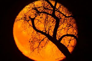 Äste eines Baumes sind vor dem rötlich leuchtenden und abnehmenden Mond am frühen Abend über der Landschaft bei Sieversdorf zu sehen. - Foto: Patrick Pleul/dpa