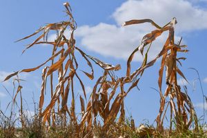 Langfristige Sommerprognosen von Wetterdiensten zeigen Tendenzen, liefern aber keine konkreten Vorhersagen für einzelne Tage oder Wochen. - Foto: Patrick Pleul/dpa-Zentralbild/dpa
