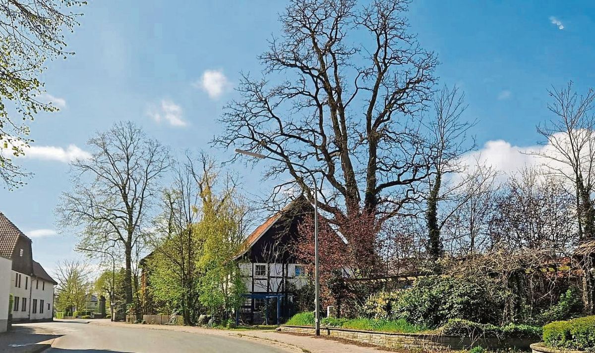 Diese 25-Meter hohe Robinie (rechts) an der Schleusenstraße in Hörste ist Ende Februar gefällt worden. Ihr Stamm hatte einen Durchmesser von 1,40 Meter.