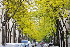 Gleditschien zählen zu den «Klimabäumen»- sie können auch Hitze in der Stadt vertragen. - Foto: Sebastian Willnow/dpa