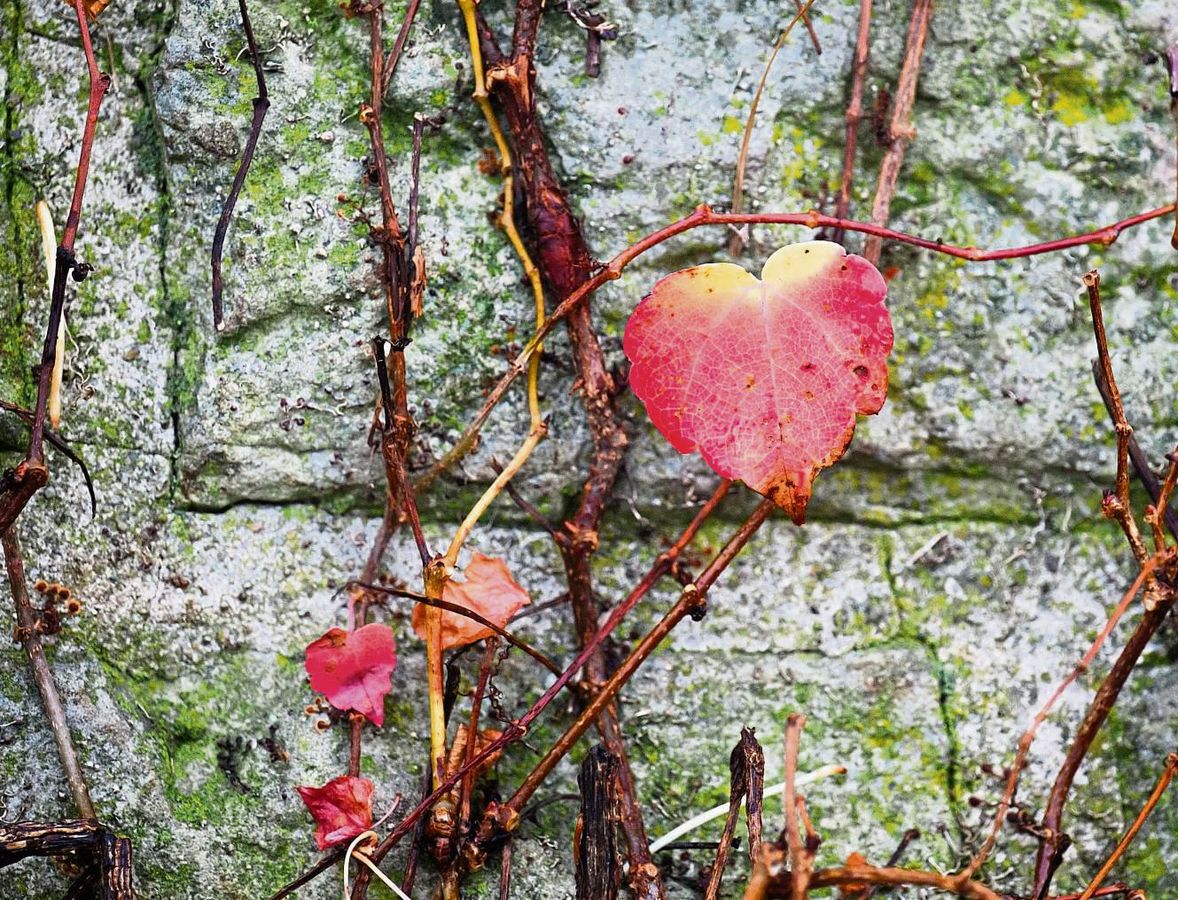 Im Kreisgebiet gibt es bereits mehrere Herzenssprechstunden. Jetzt sollen auch Angebote in Rüthen und perspektivisch in Warstein folgen. Foto: dpa