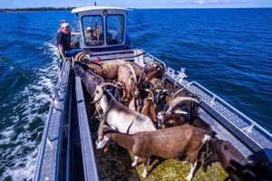Per Boot werden die 22 tierischen Landschaftspfleger auf die Vogelschutzinsel Walfisch in der Wismarbucht gebracht. - Foto: Jens Büttner/dpa