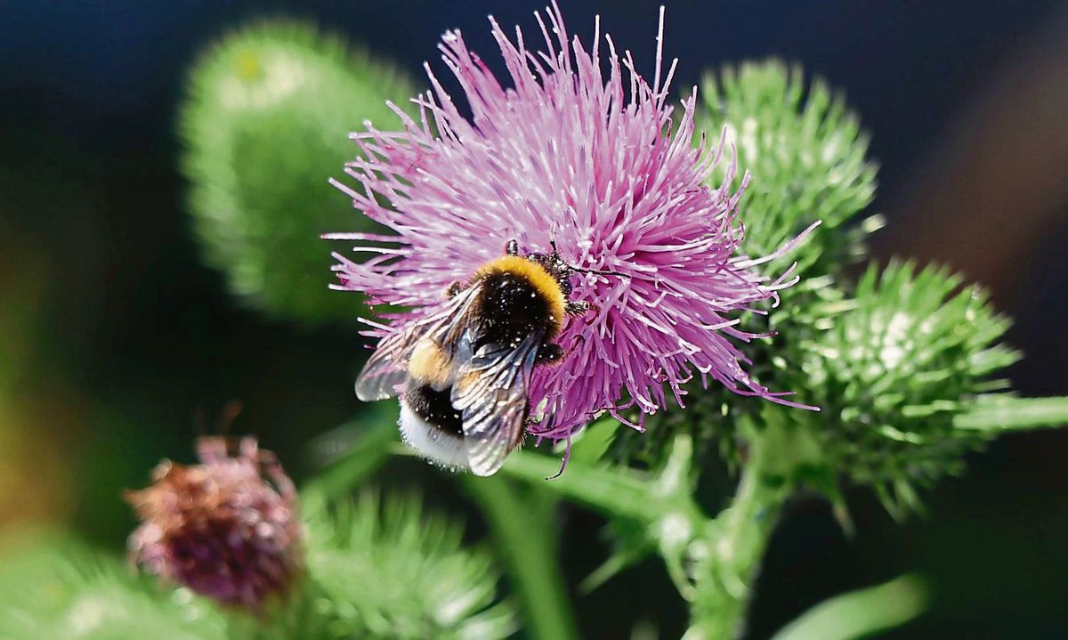 Es brummt und summt schon wieder: Die ersten Insekten gehen auf Futtersuche. In Geseke werden dafür Flächen ökologisch aufgewertet. Foto: Dietz