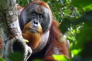 Der männliche Sumatra-Orang-Utan namens Rakus im Urwald von Suaq Balimbing hat sich selbst geheilt. Zwei Monate nach der Selbstbehandlung war die Wunde kaum noch sichtbar. - Foto: Safruddin/Max-Planck-Institut für Tierverhalten/SUAQ foundation/dpa