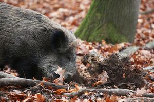 Ein Jäger hat in NRW ein totes Wildschwein gefunden, bei dem der Verdacht auf die Afrikanische Schweinepest (ASP) bestätigt wurde. (Archivbild) - Foto: Oliver Berg/dpa