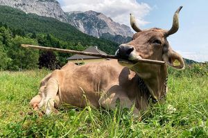 Veronika schnappt sich lange Objekte, um sich zu kratzen. - Foto: Antonio Osuna Mascaró/Veterinärmedizinische Universität Wien/dpa
