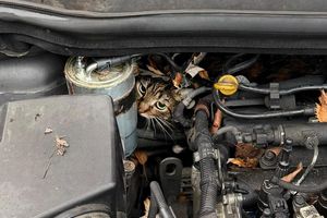 Fachleute haben den Motor so zerlegt, dass sie die Katze befreien konnten. - Foto: --/Berufsfeuerwehr Augsburg/dpa