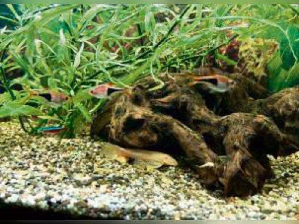 Ein Aquarium ist eine kleine Wunderwelt. Foto: Deimel