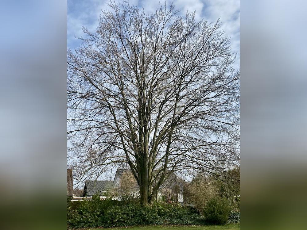 Bäume sind wichtig. Foto: Schulte