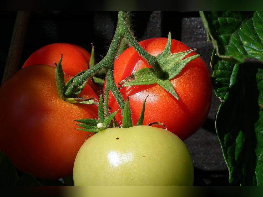 Tomaten im Garten. Foto: Michael Diefert/Pixelio 