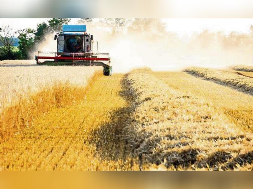 Erleichterung bei den Landwirten in der Soester Börde: Das EU-Parlament hat am Mittag ein Gesetz zur Reduktion des Pestizid-Einsatzes in der EU gekippt. Foto: Winkelmann