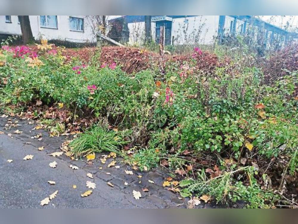 Für die Grünpflege werden Freiwillige gesucht. Foto: Thomas