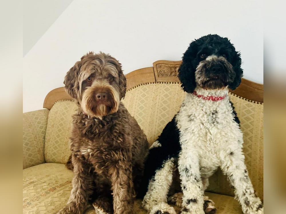 Loki und Baldur auf ihrem Hundesofa. Foto: Leopold