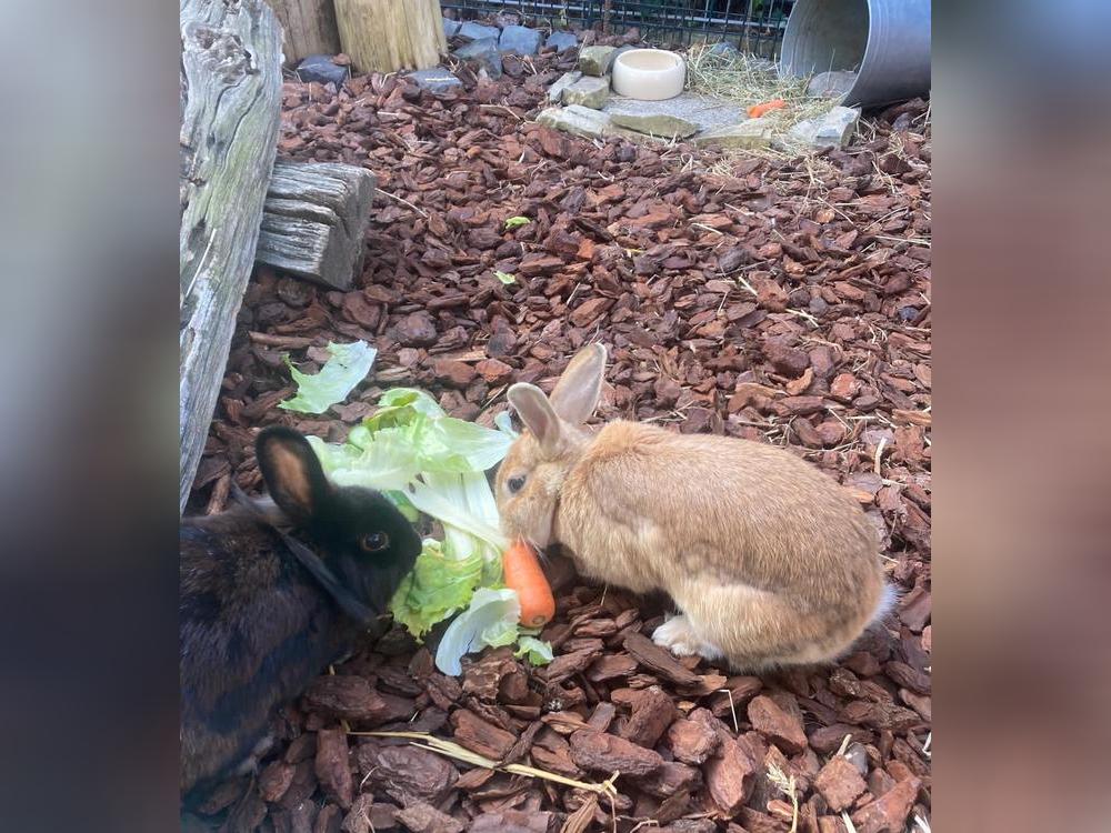 Gertrude und Marie-Luise fühlen sich in ihrem großen Stall mit Außengehege richtig wohl. Foto: Genähr