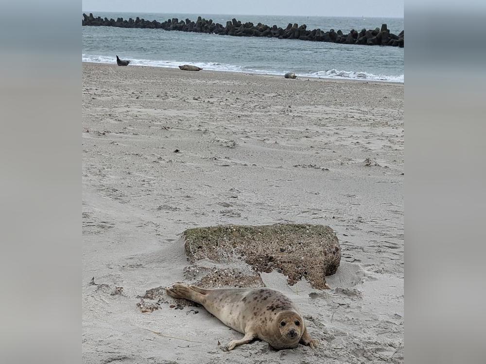 Robben haben ein dickes, fettes Fell und frieren auch im Winter nicht. Foto: Sabrina Neidnicht